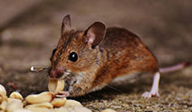 24 Hour & Emergency Exterminators in Mount Holly, NC